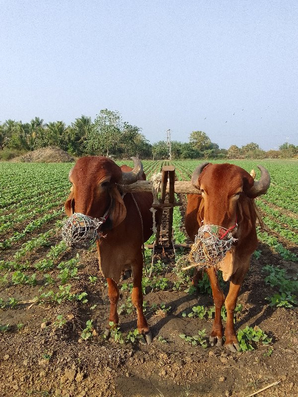 બળદ વેચવાના છે...