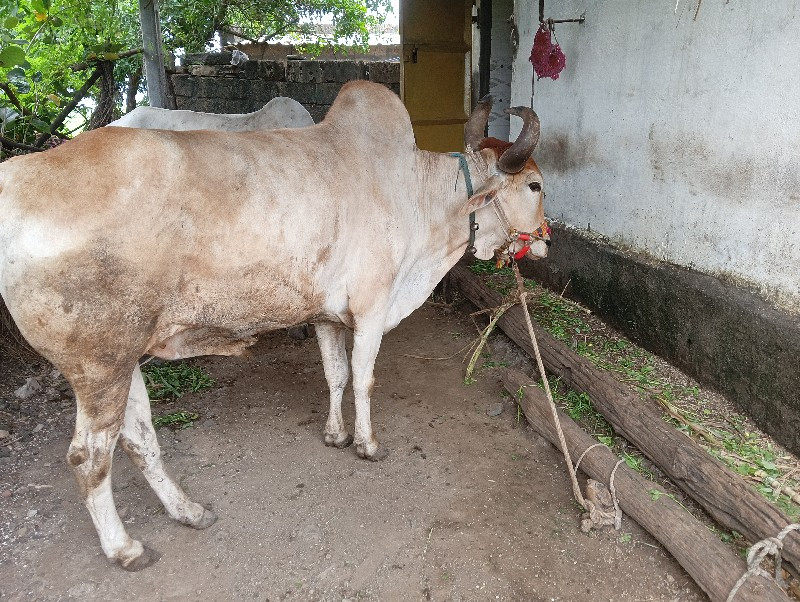 બળદ