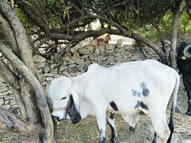 વાચડો આપવા નો છ...