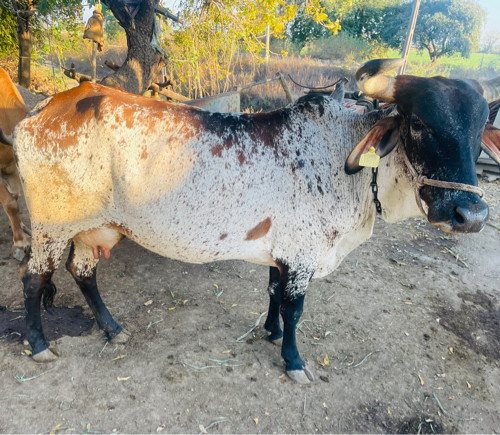 બે ગાય