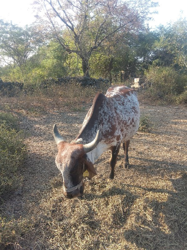 કાબરી દેછીછે બી...