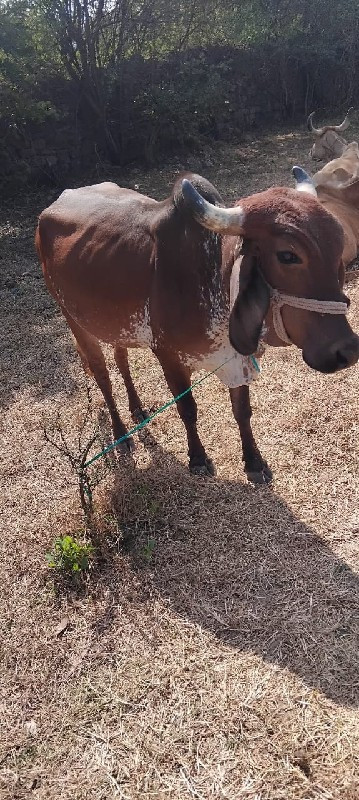 વોડકી વેચવાની છ...