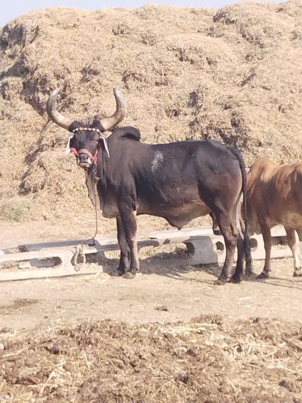 ગોઢલો વેચવાનો છ...