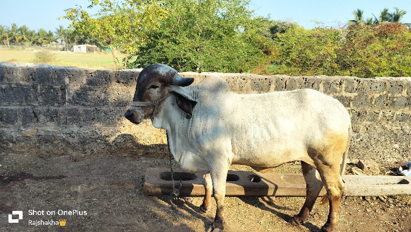 લેવી હોય તો જ ફ...