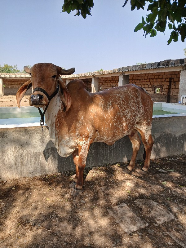 ગાય વેચવાની છે