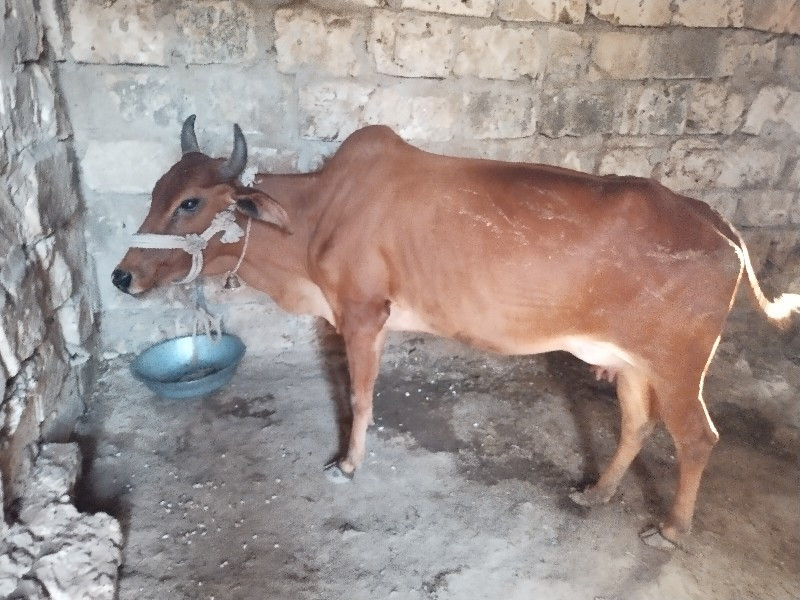 ગાય વે