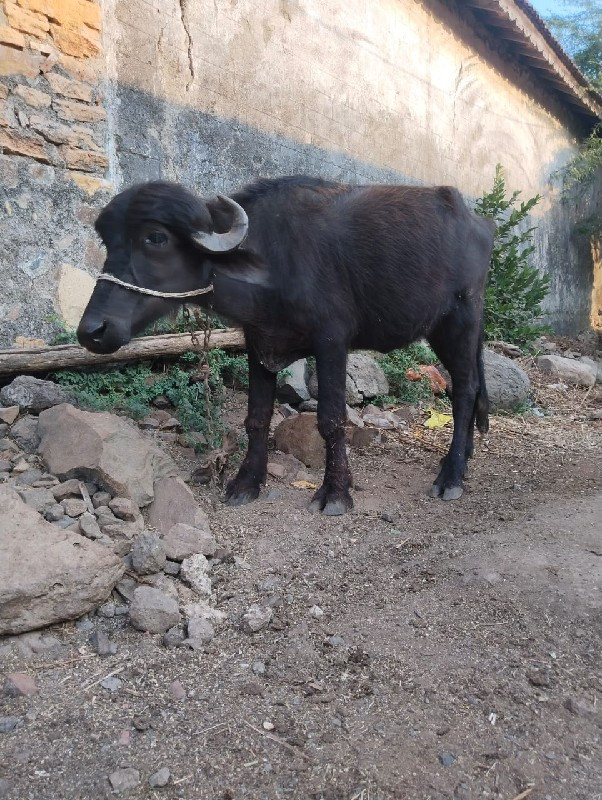 જોટો વેચ વાનો છ...