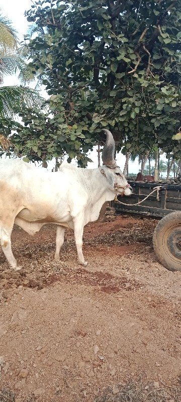 બળદ વેચવાનો છે...