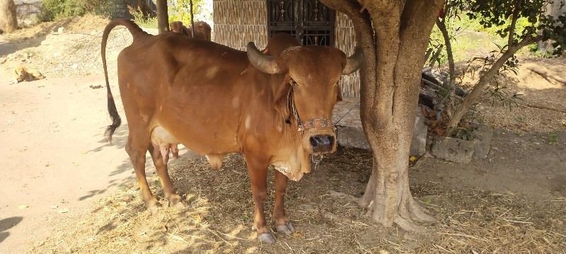 વિપુલ