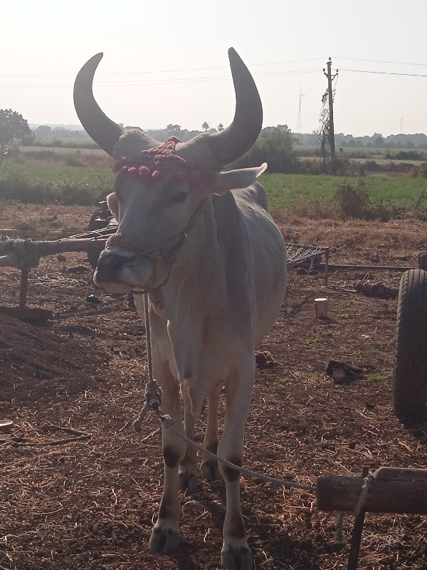 ગોઢલો વેચવાનો છ...