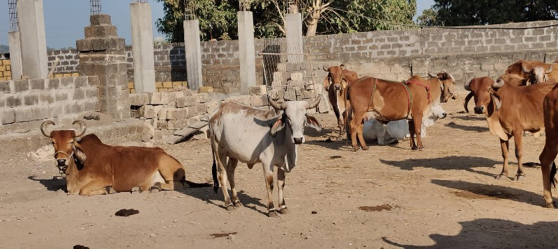 ગાય