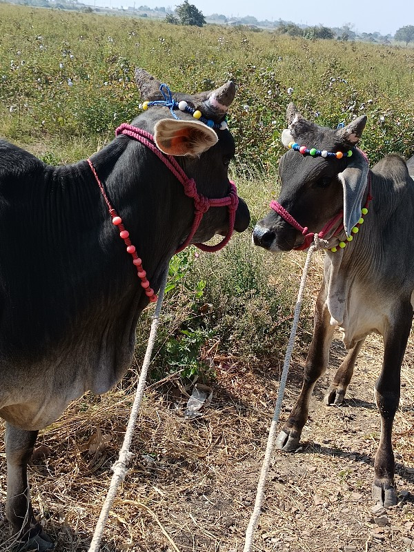 ગોઢલા વેચવાના છ...