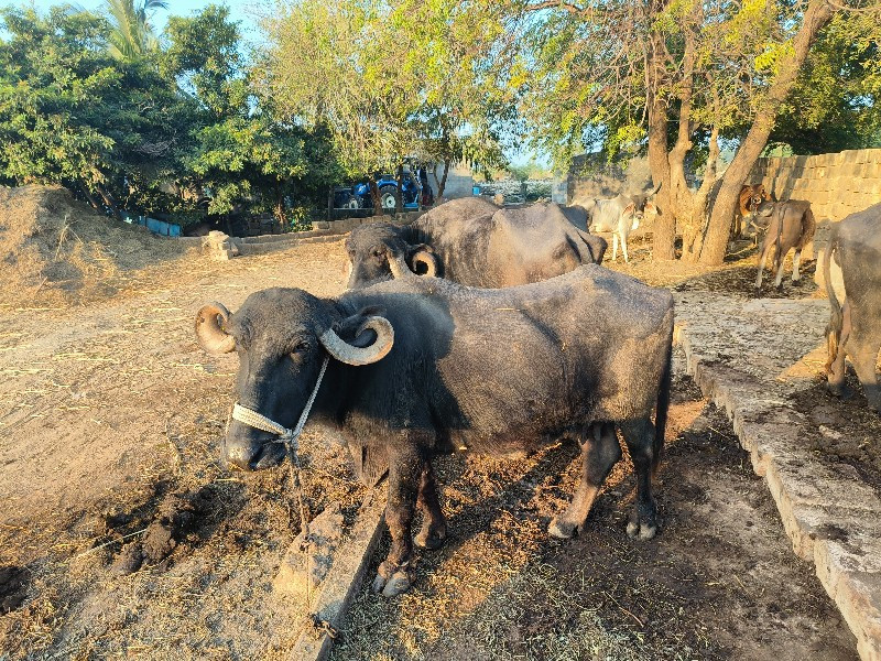 ભેંસ વેચવાની છે