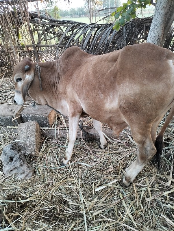 વાછડો