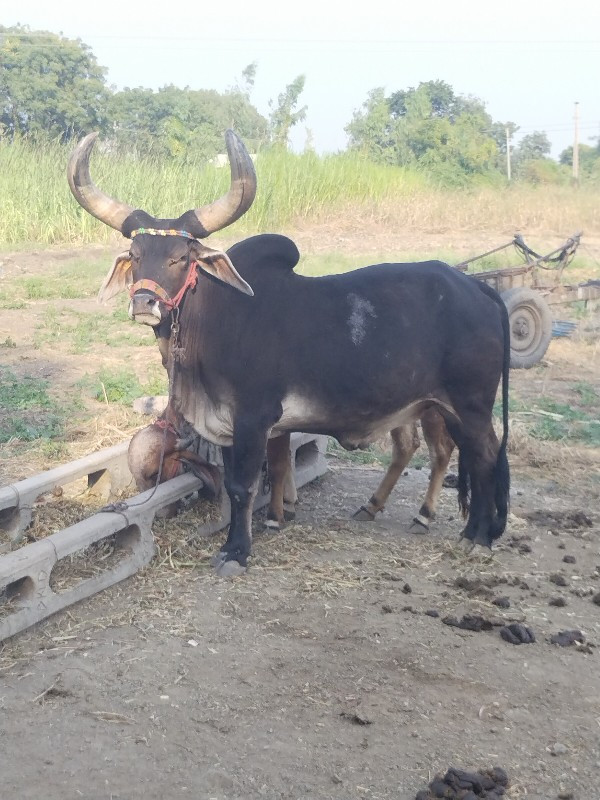 ગોઢલો વેચવાનો છ...