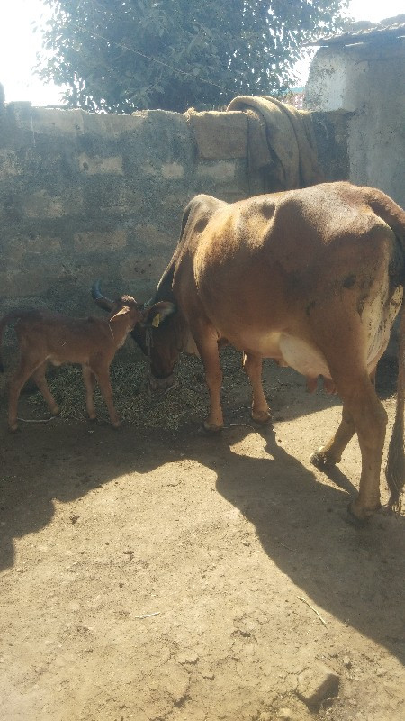 ગાય વેચવાની છે