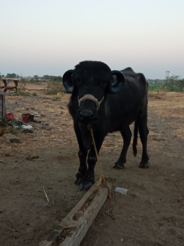 પેલુવેતર ખડેલું...