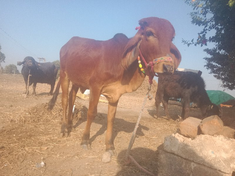 વાછડી વેચવાની છ...