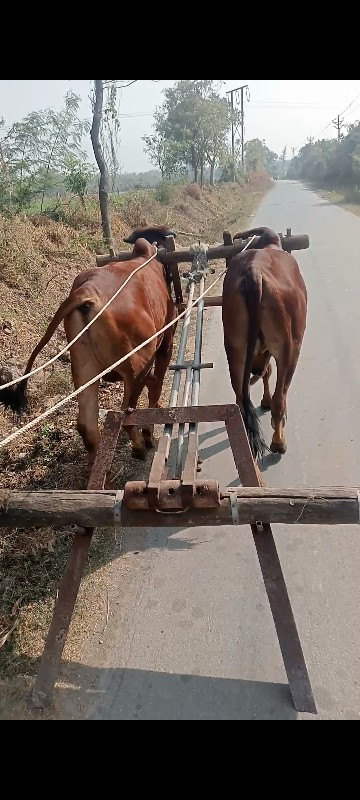 ગોધલાવેશવાનાછે