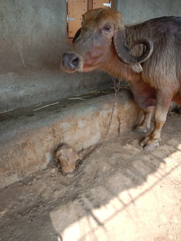 આ ભેંસ વેચવાની...