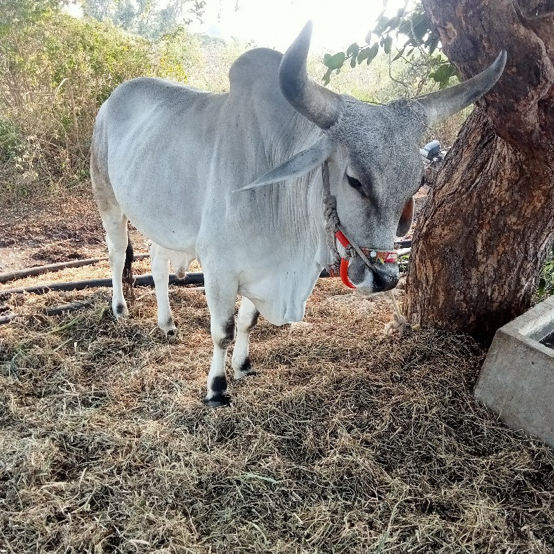 ગોઢલો. વેશવાનોશ...