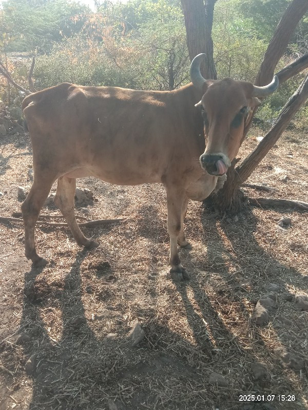 ગાય વેચવાની છે