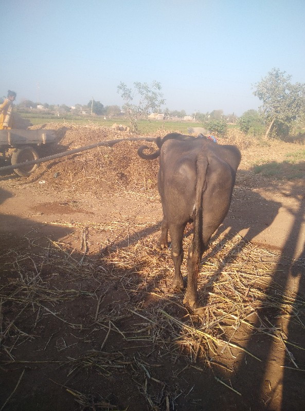 ભેંશ એક એક ખડેલ...