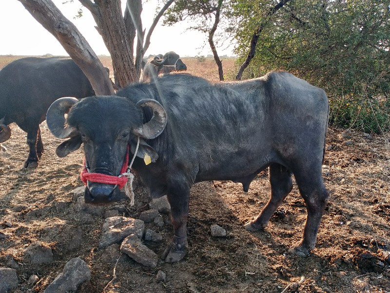 , પાડો વેચવાનો...