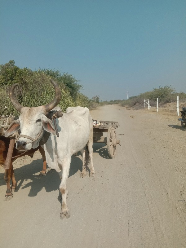 આપણા વેચવાનું છ...