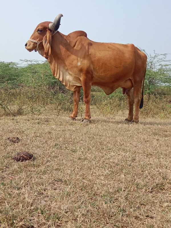 ગાય