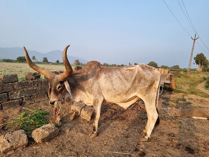 જમાનીયાર બળદ