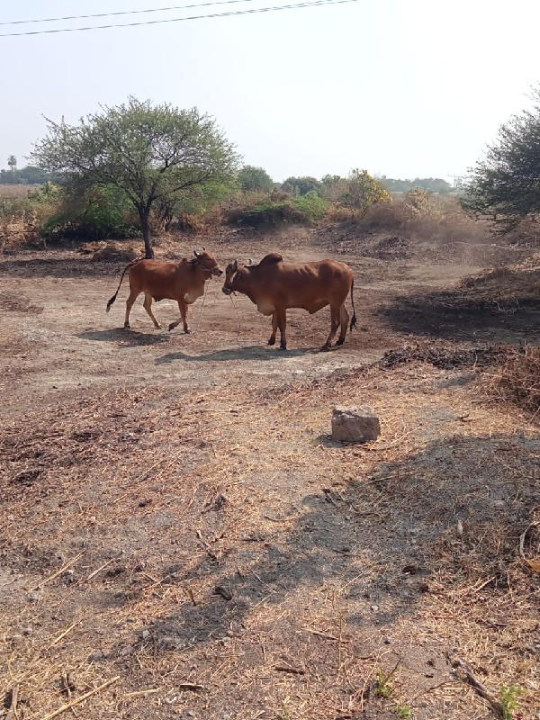 ગોઢલા વેચવાના છ...