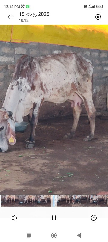 કાબરી ગાય વેચવા...