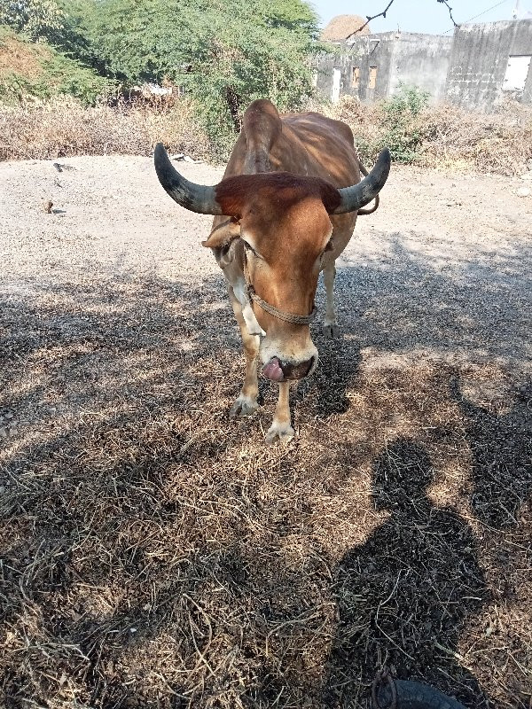 ગાય વેચવાની છે...