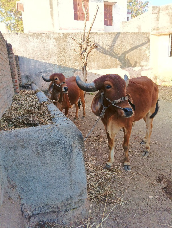 ગામ કોટડા સાંગા...