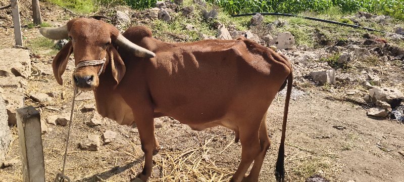 गाय वेसवानी