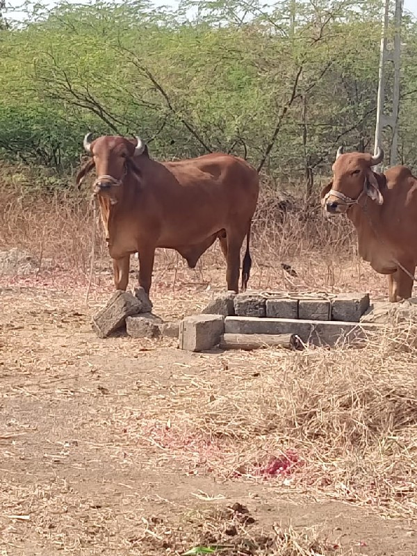 ગોઢલા વેચવાના છ...