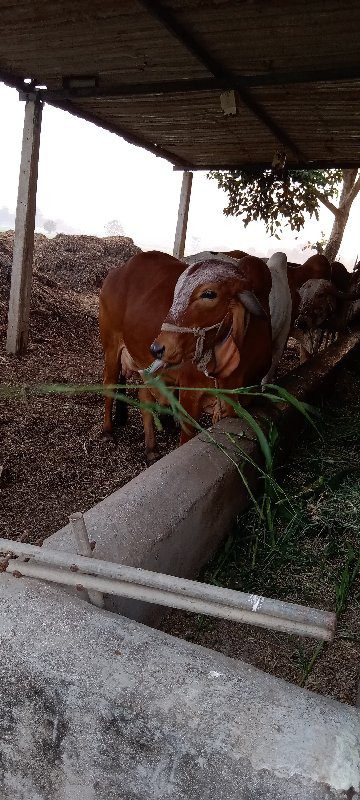 ગીર ગાય વેચવાની...