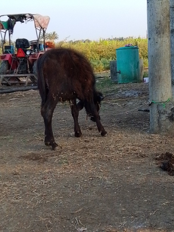 ભેશ વેસવાની છે