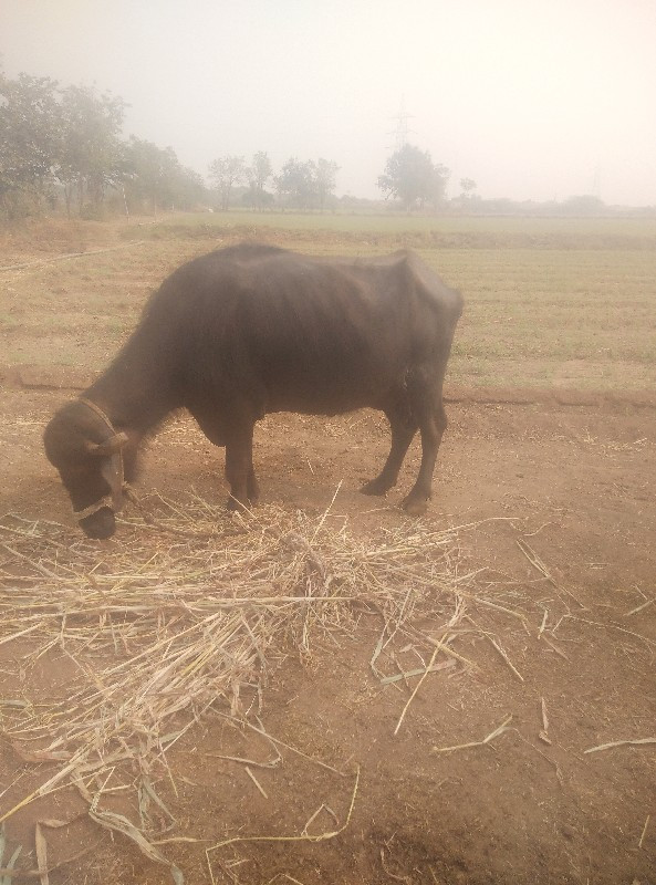 ભેંશ એક એક ખડેલ...