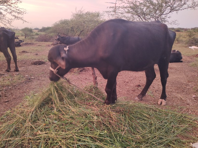 ગામ રાજપરા