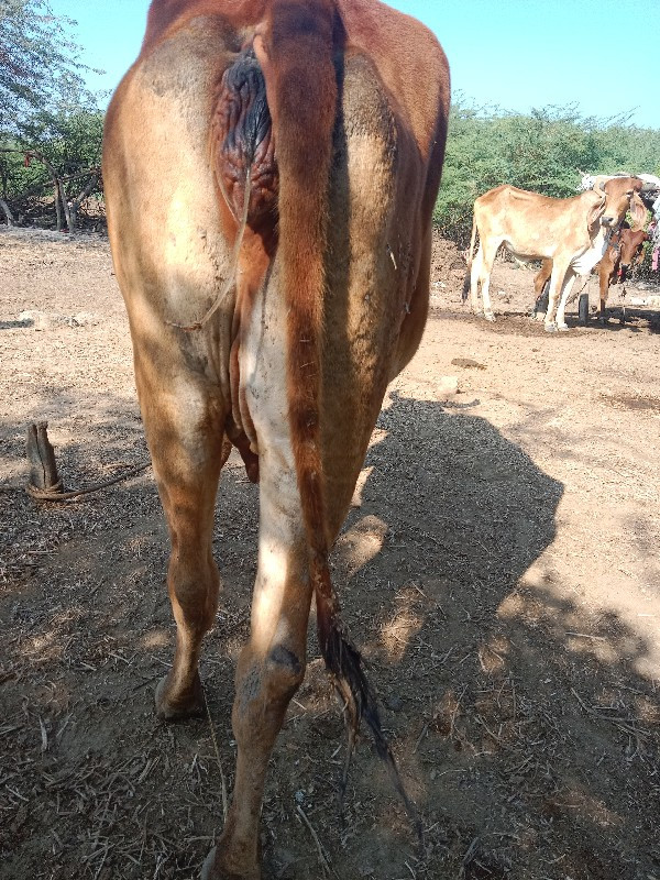 ગાય વેચવાની છે