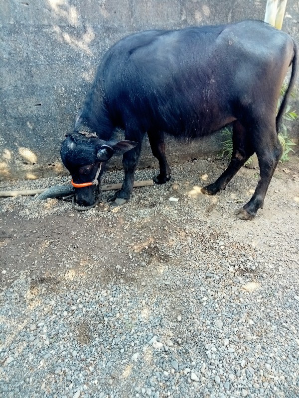 ખડેલી વેચવાની છ...