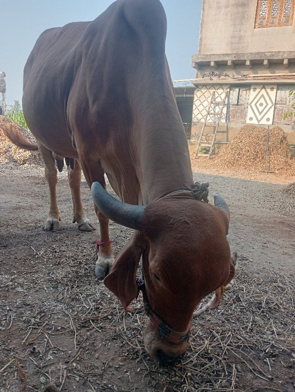 ગાય વેસવાની છે