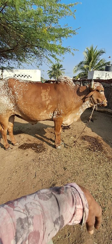 ગોધલા