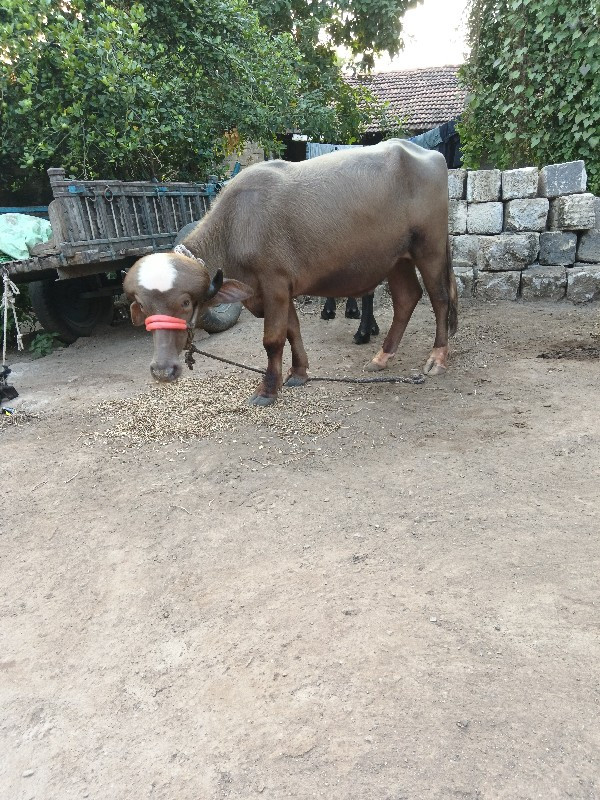 તાલુકો વંથલી જિ...