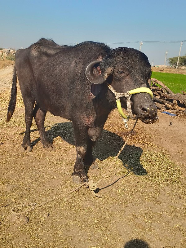 ખડેલી વેચવાની છ...