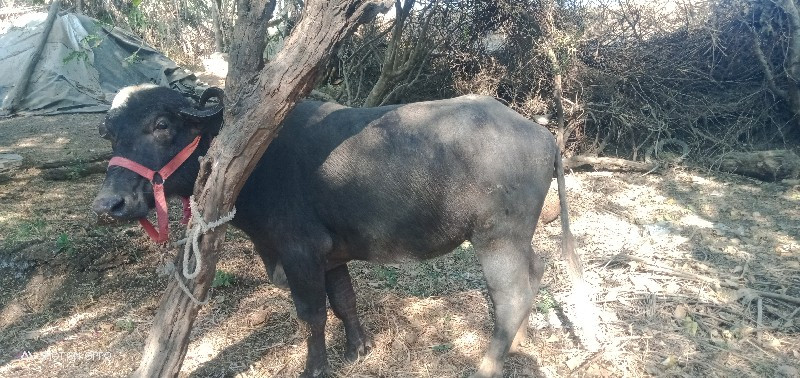 ખડેલી વેચવાની છ...