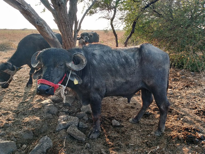 , પાડો વેચવાનો...