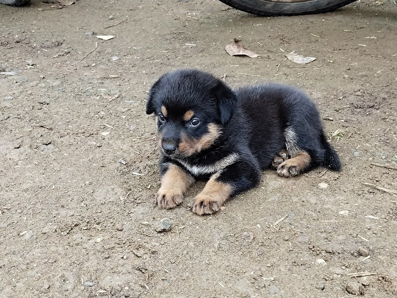 રોટવીલર  છે